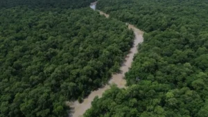 Desmatamento cai 41,8% na Amazônia e 23,8% no Cerrado