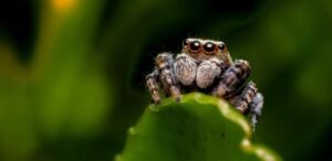 Aranhas podem sonhar? Estudo revela passagem por sono REM