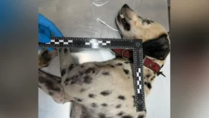 Cachorro é agredido pelo tutor em Goiânia