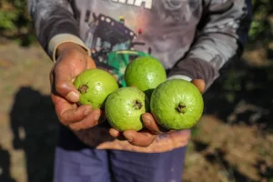 GDF atualiza regras do programa de boas práticas agropecuárias