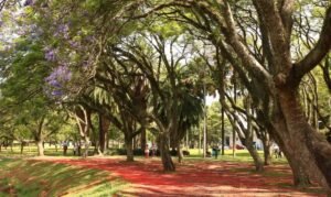 Homem morre após passar mal durante exercício físico no Parque Ibirapuera