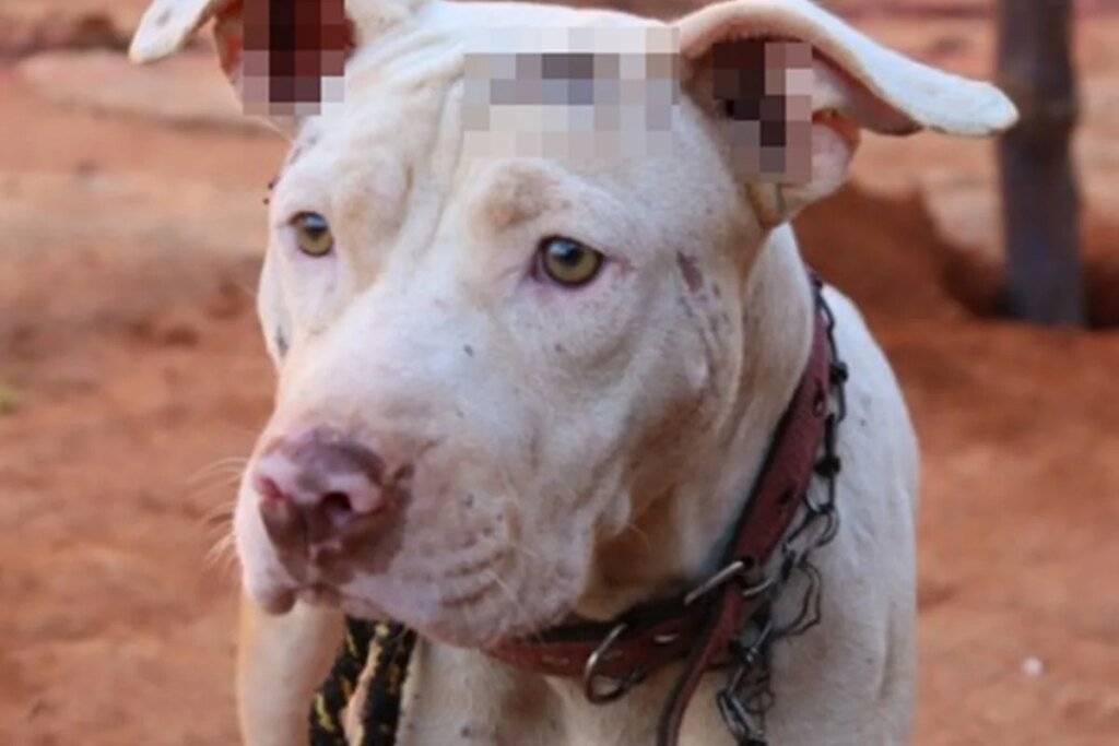 Homem é preso por deixar cão acorrentado durante 8 meses seguidos em GO