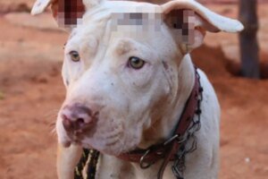 Homem é preso por deixar cão acorrentado durante 8 meses seguidos em GO