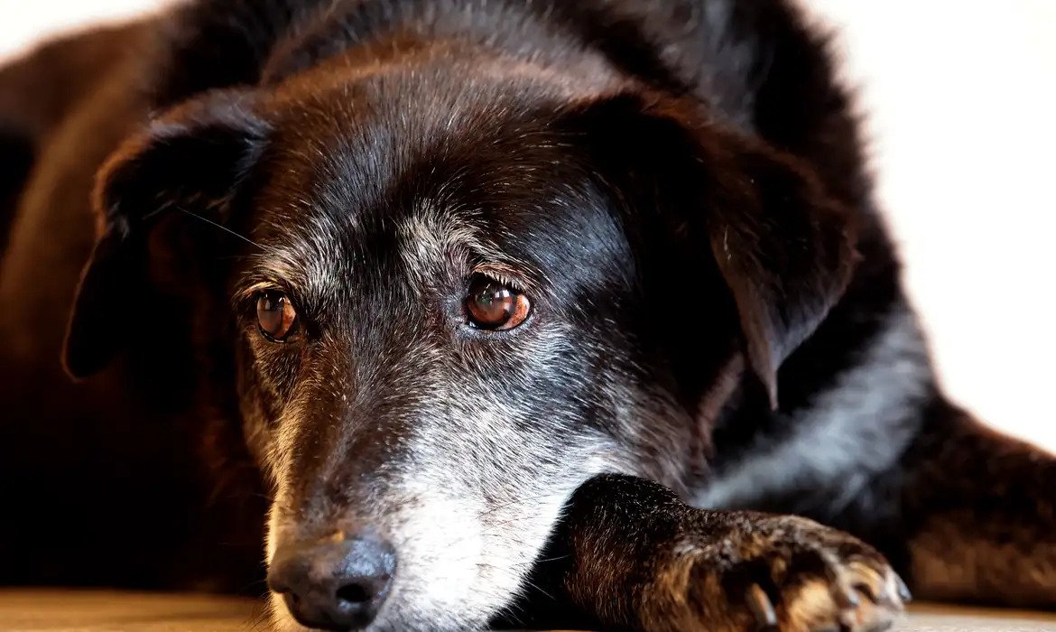 Pets ajudam a tornar a vida de idosos mais ativa e sociável, mas ter um animal exige responsabilidade