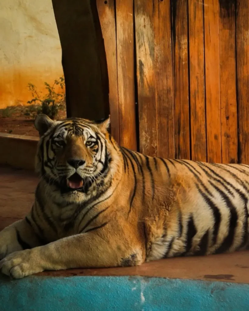 Zoológico de Goiânia terá entrada gratuita no Dia das Crianças
