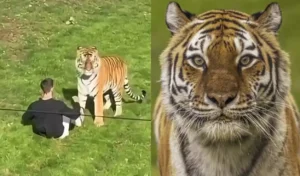 Relatório revela causa da morte de jovem atacado por tigre em zoológico