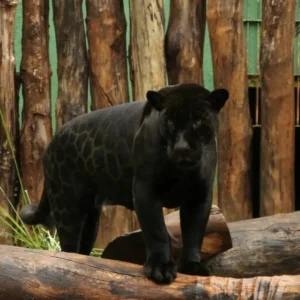 Zoológico de Goiânia tem entrada gratuita neste sábado (24)