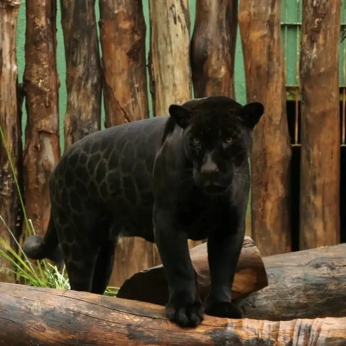 Zoológico de Goiânia tem entrada gratuita neste sábado (24)