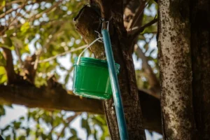 Baldinhos contra a dengue são descartados em Anápolis